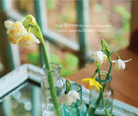 Single Blooms Displayed on a Mirror