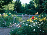 Pretty garden pathway