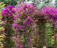 Garden gazebo