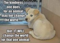 for an animal