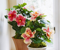 Hibiscus