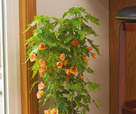 Flowering maple