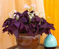 Oxalis