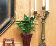 Peace lily