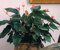 Anthurium