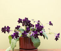 Streptocarpus