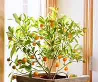 Calamondin orange