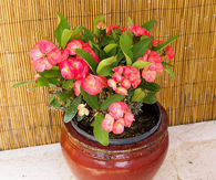 Euphorbia poinsettia