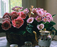 Gloxinia blooms