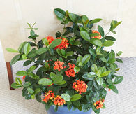 Ixora