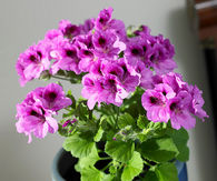 Purple geranium