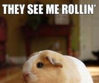 They see me rollin'