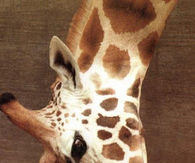 giraffe kiss