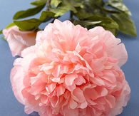 Pink Peonies