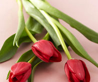 Red tulips