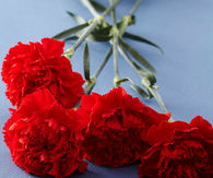 Red carnations