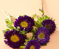 Purple asters