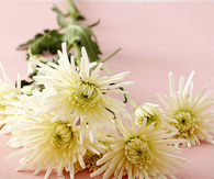 White Chrysanthemums 