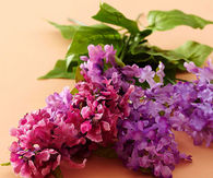 Purple Lilac