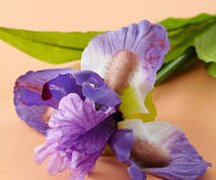 Purple iris