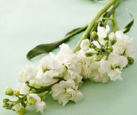 White stock