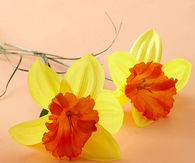 Daffodils