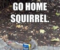 Go Home Squirrell