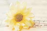 Flower and sheet music
