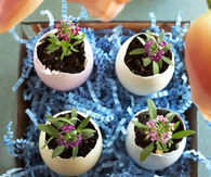Egg planter