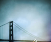 Seagull by the baby