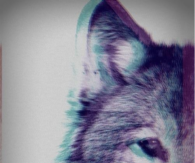 3D Wolf