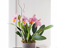 Exotic plant arrangement