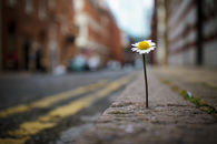 Street daisy
