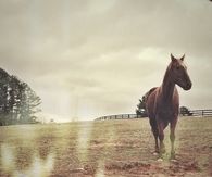 The lone horse