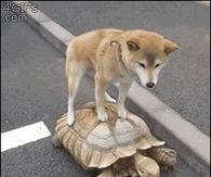 Dog catching a ride