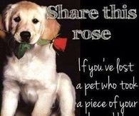 Share this rose