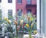 Calla Lilies