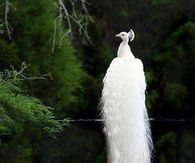 1 Proud Peacock!!