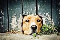 Dog wants out