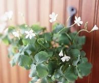 Shamrock planter