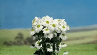 Blooming flowers