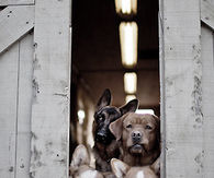 Dog gang