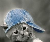 Jean hat kitten