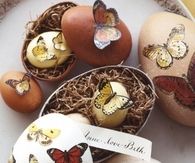 Speckles butterfly egg boxes