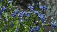 Rain on blue flowers