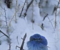 Blue bird