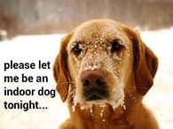 Indoor Dog
