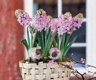 Hyacinths meadow
