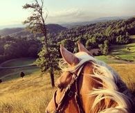Horse on the horizon