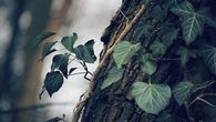 Leaves in the breeze